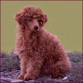 Toy Poodle Red