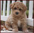 bichpoo