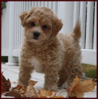 bichpoo