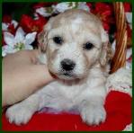 Bichon Poodle Puppy