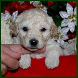 Bichon Poodle Picture