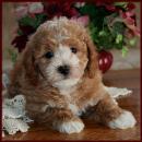 www.rollingmeadowspuppies.com