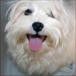 Maltese, Spanky