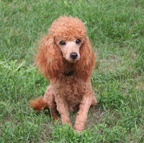 Toy Poodle Sunny Day