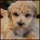 bichpoo poochon puppy