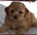 bichapoo