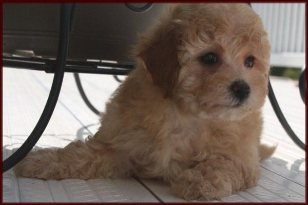 bichon poodle