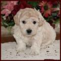 bichon poodle