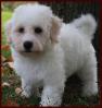 Bichon Frise