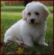 Bichon Frise