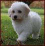 Bichon Frise