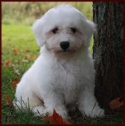 Bichon Frise
