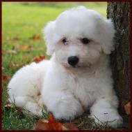 Bichon Frise
