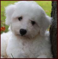Bichon Frise