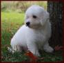 Bichon Frise