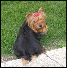 www.rollingmeadowspuppies.com