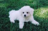 Bichon Frise