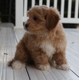 shichon poo