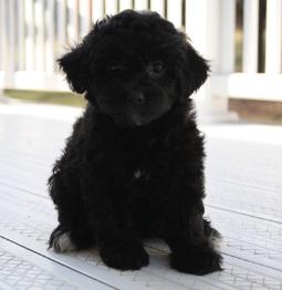 daisy dog