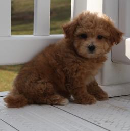 daisy dog puppy