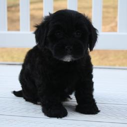 shichon poo