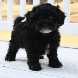 shichon poo