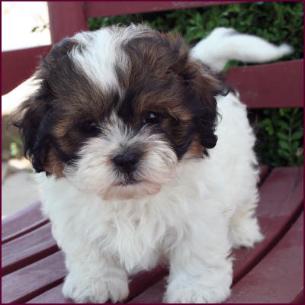 shichon puppy