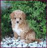 Bichon Poodle Puppy