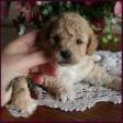 bichon poodle