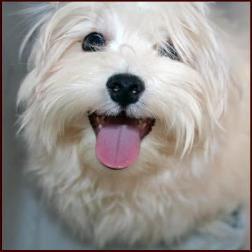 Maltese Dog