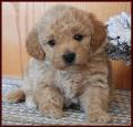 poochon