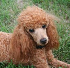 Toy Poodle Sunny Day