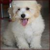 poochon