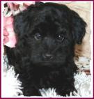 AKC Toy Poodle