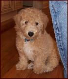 bichon poodle puppy teddy