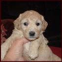 Bichon Poodle Puppy Teddy