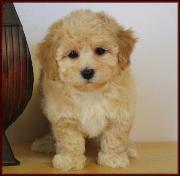 bichon poodle
