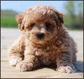 poochon