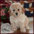 bichon poodle puppy