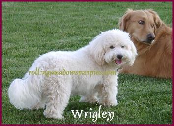 Bichon Poodle Dog Wrigley