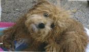 poochon after swimming