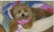 Wynnie the poochon