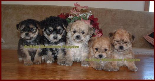 Yochon Puppies - Rolling Meadows Puppies