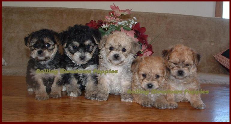 Yochon Puppies