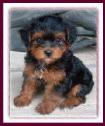 Yorkipoo Puppy