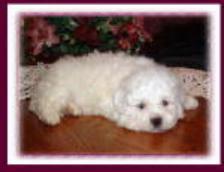 Bichon Frise Puppy