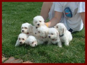 Bichon Frise Puppies