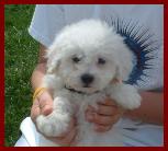 Bichon Frise Puppy