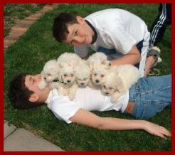 Bichon Frise Puppies