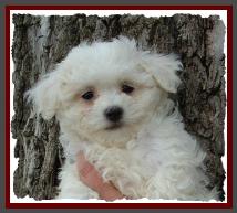 Bichon Frise
